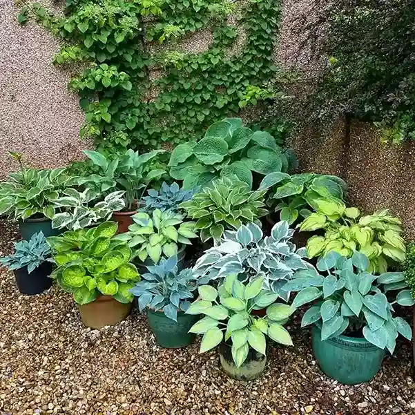 1 What Are Hosta Plants