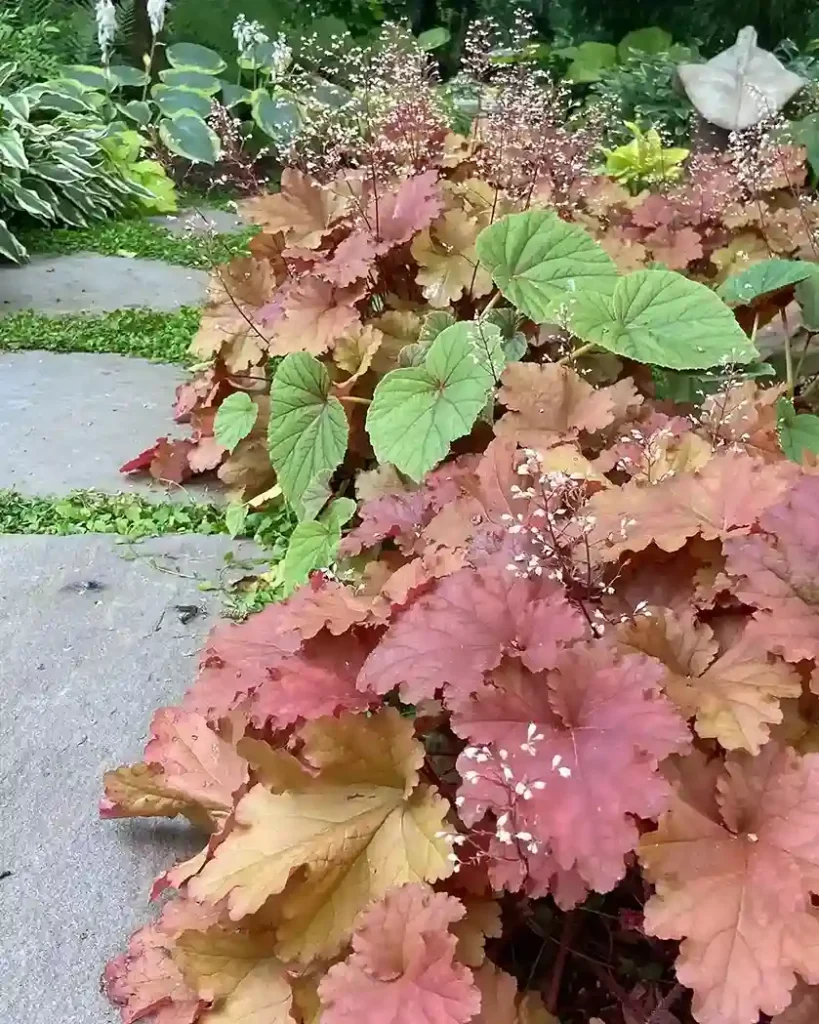 10. Coral Bells Heuchera species