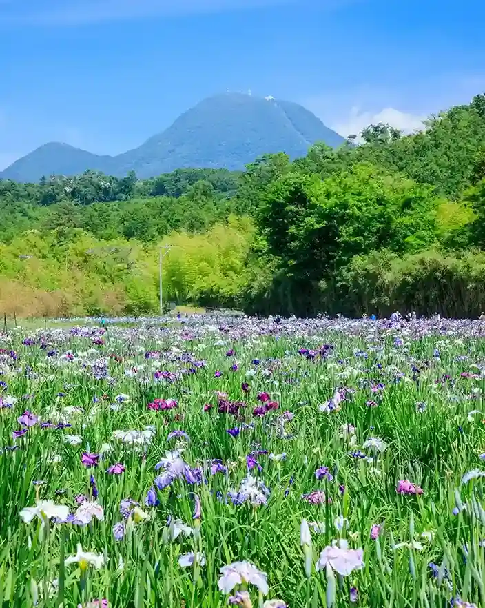 11. Japanese Iris Iris ensata