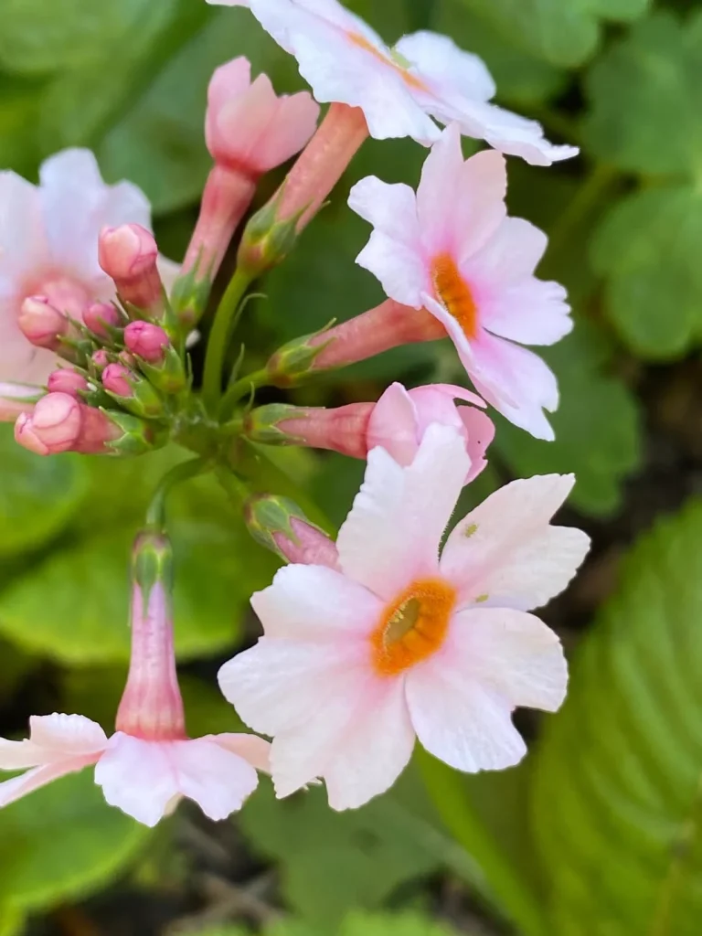 11. Primrose Primula vulgaris