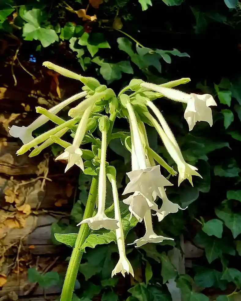 11. White Nicotiana — Flowering Tobacco Nicotiana sylvestris