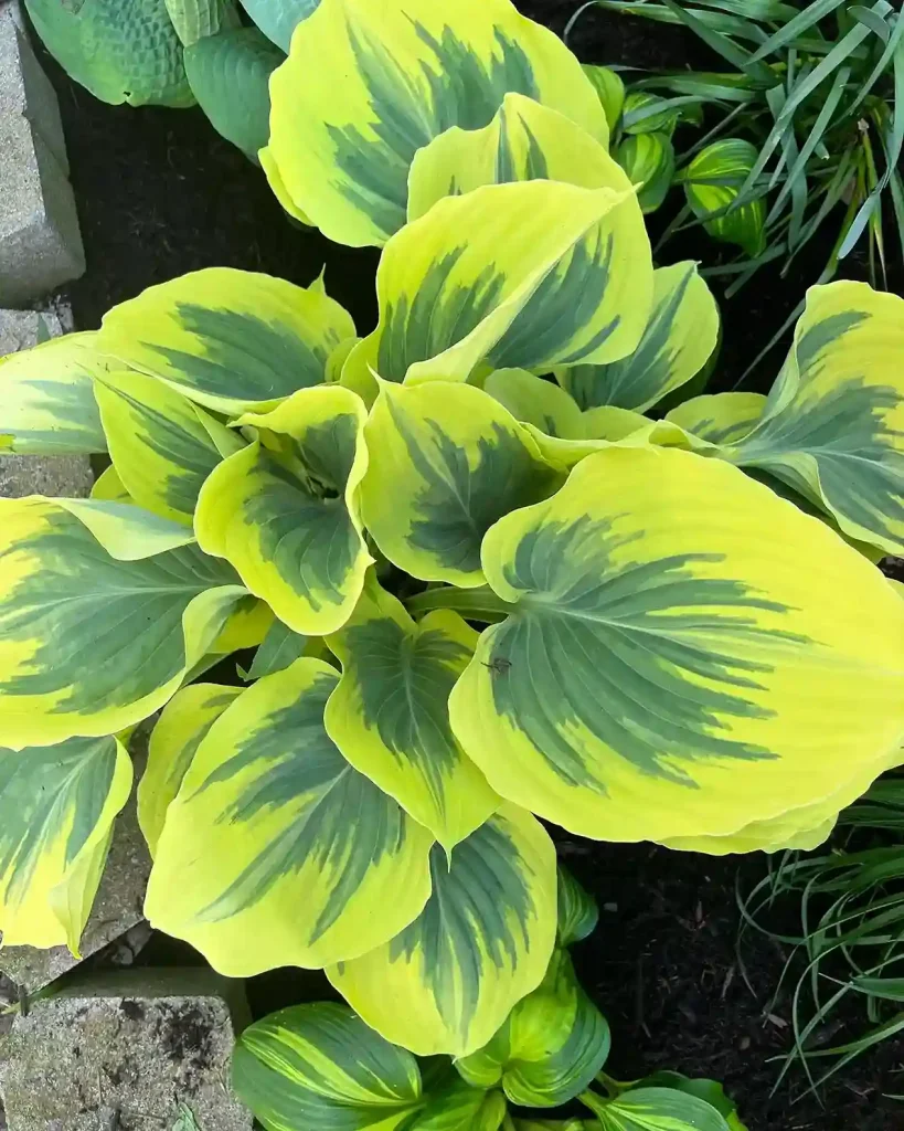 12 Best Companion Plants to Grow with Hostas