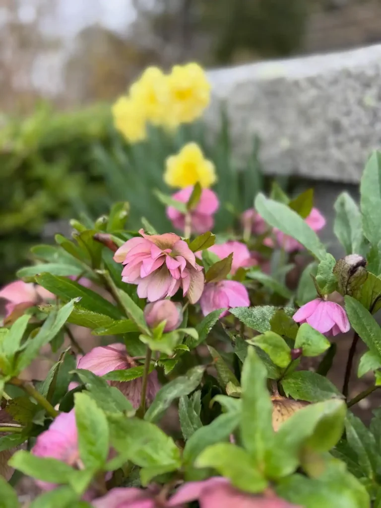 12. Hellebore Helleborus orientalis