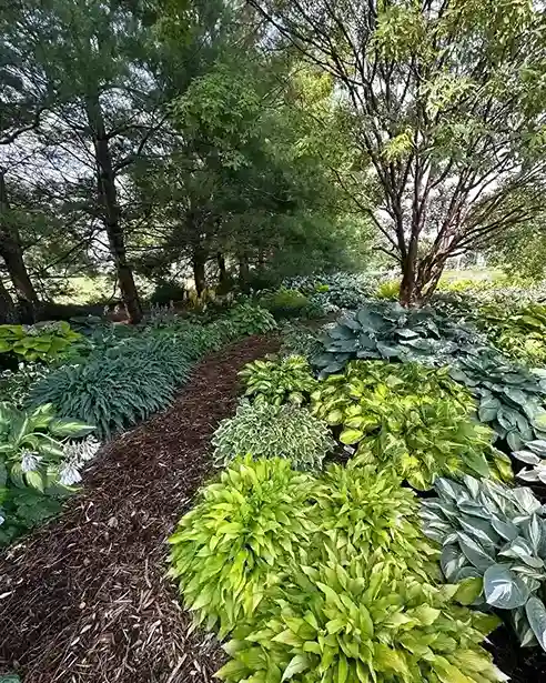 13 Creating a Beautiful Hosta Shade Garden