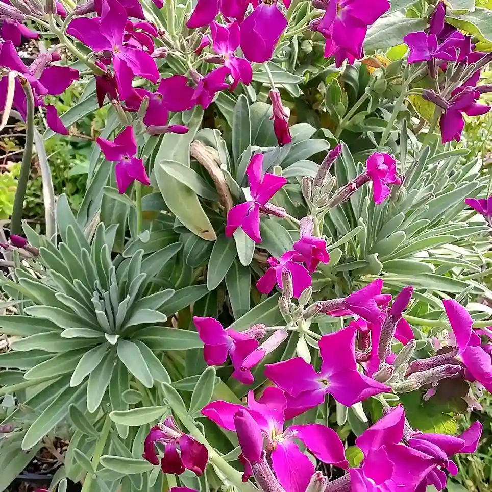 13. Stock Matthiola incana