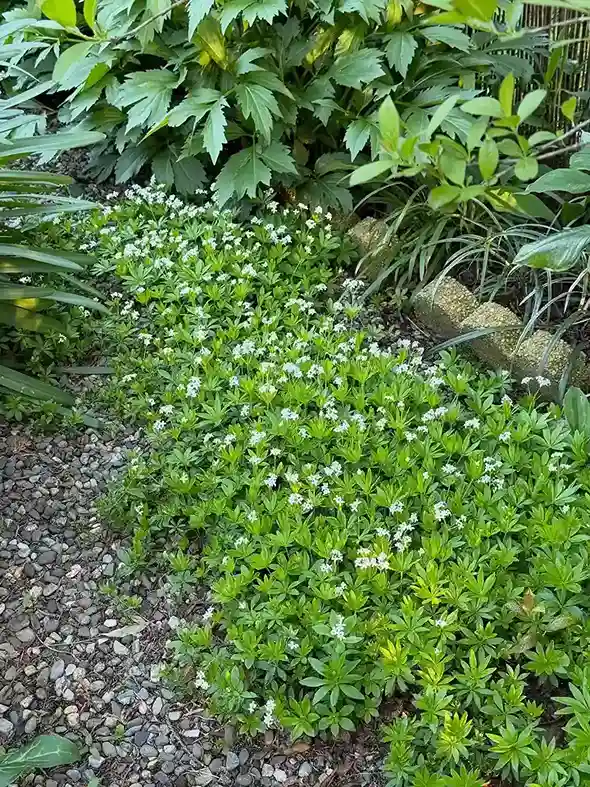 13. Sweet Woodruff Galium odoratum