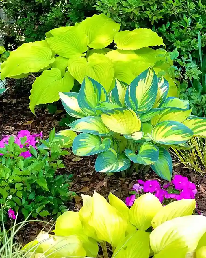 14 Common Pests and Diseases in Hosta Gardens
