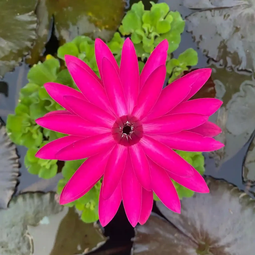 14. Night Blooming Water Lily Nymphaea species