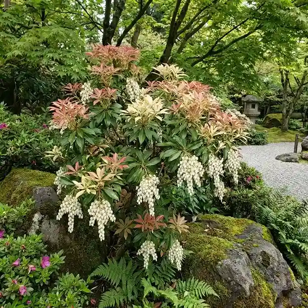 14. Pieris Japonica Andromeda