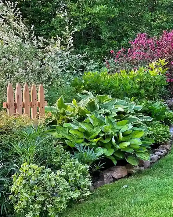 15 Seasonal Hosta Care Calendar