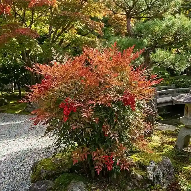 15. Nandina — Heavenly Bamboo Nandina domestica