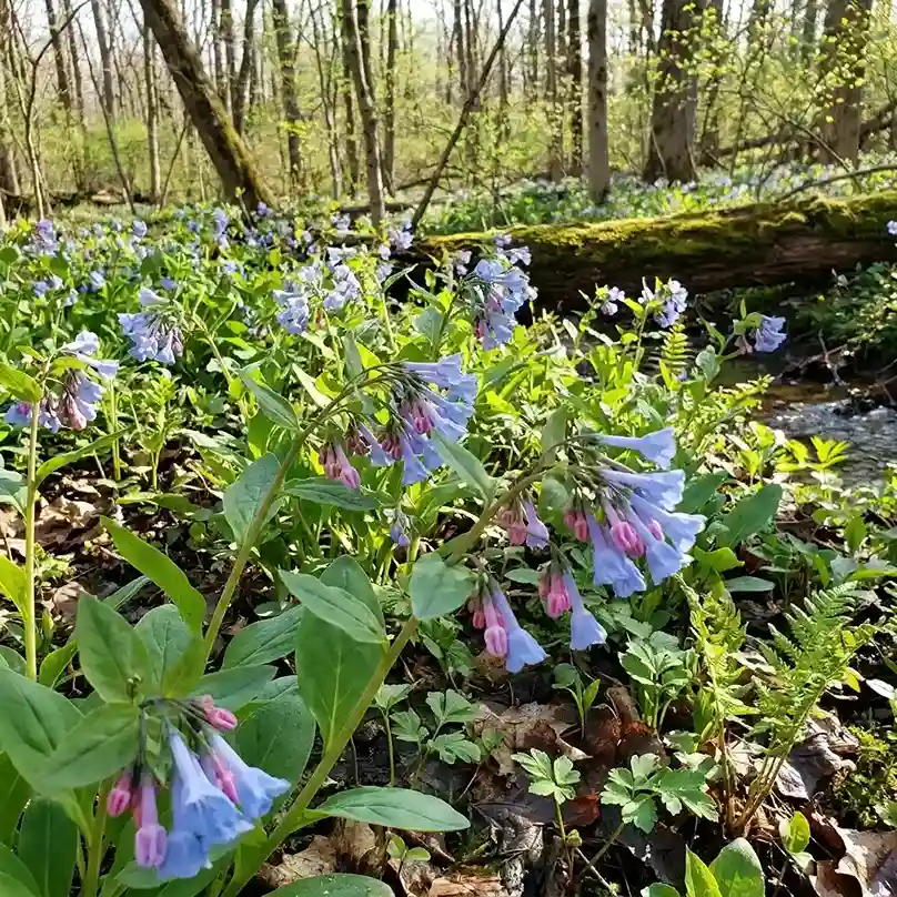 15. Virginia Bluebells Mertensia virginica