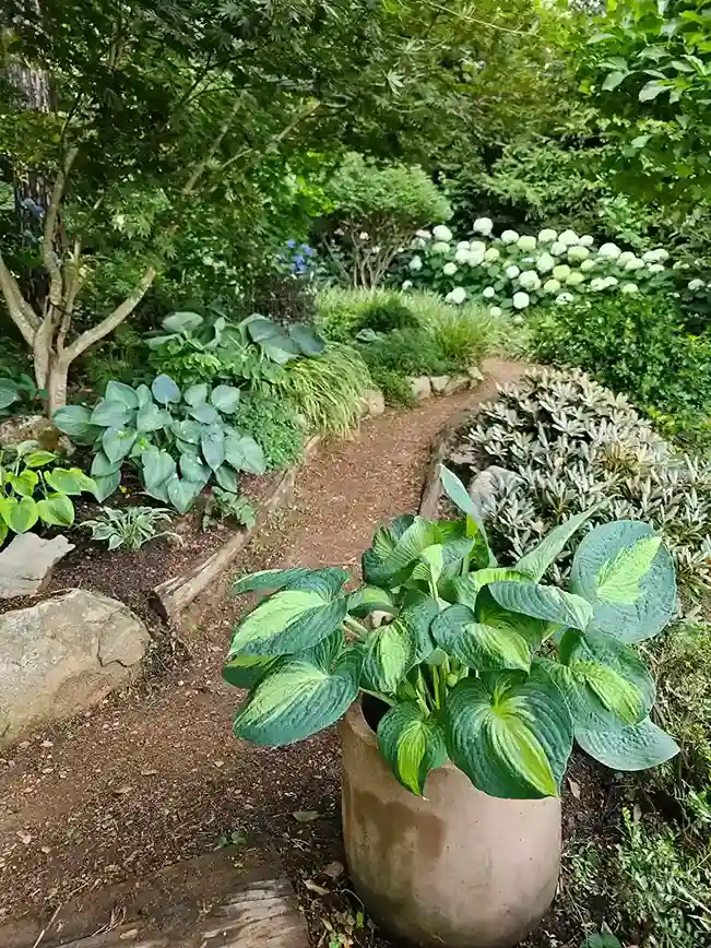 16 How and When to Divide Hosta Clumps