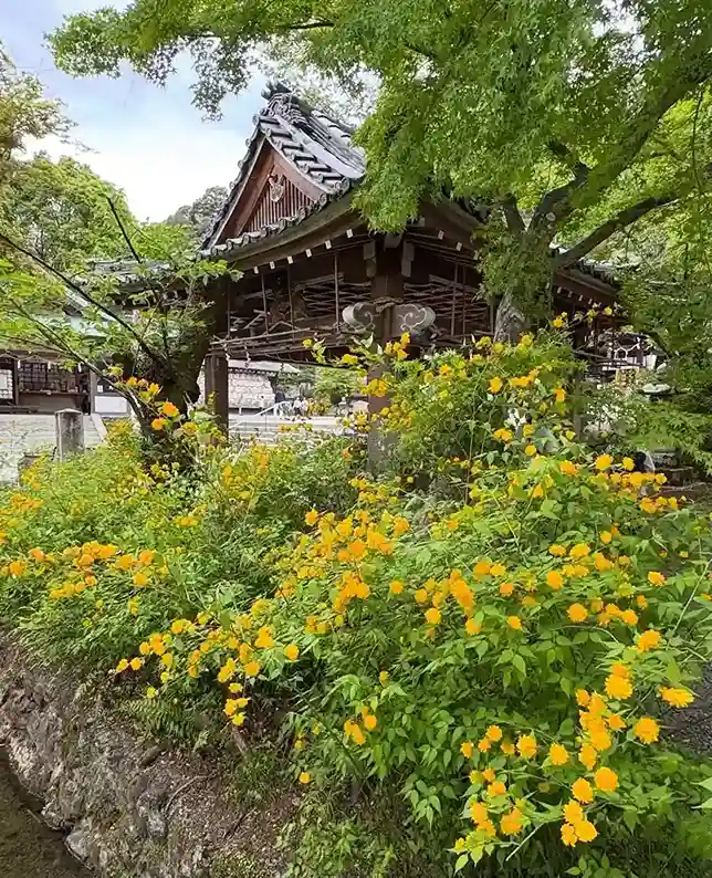 16. Japanese Kerria Kerria japonica