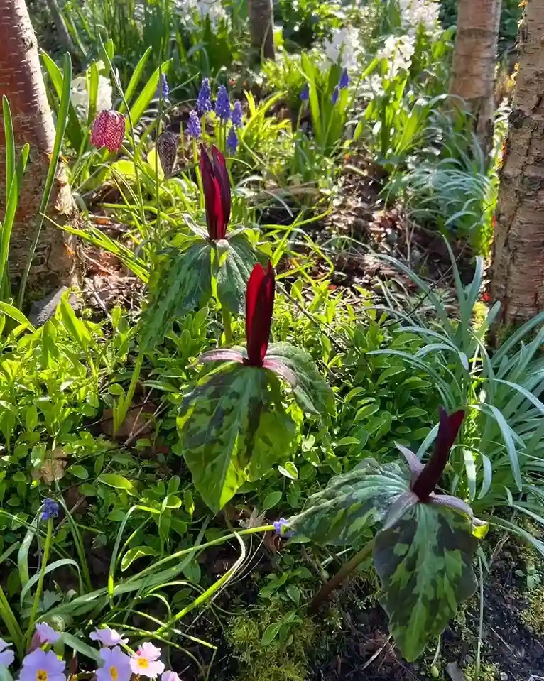 16. Trillium Trillium species