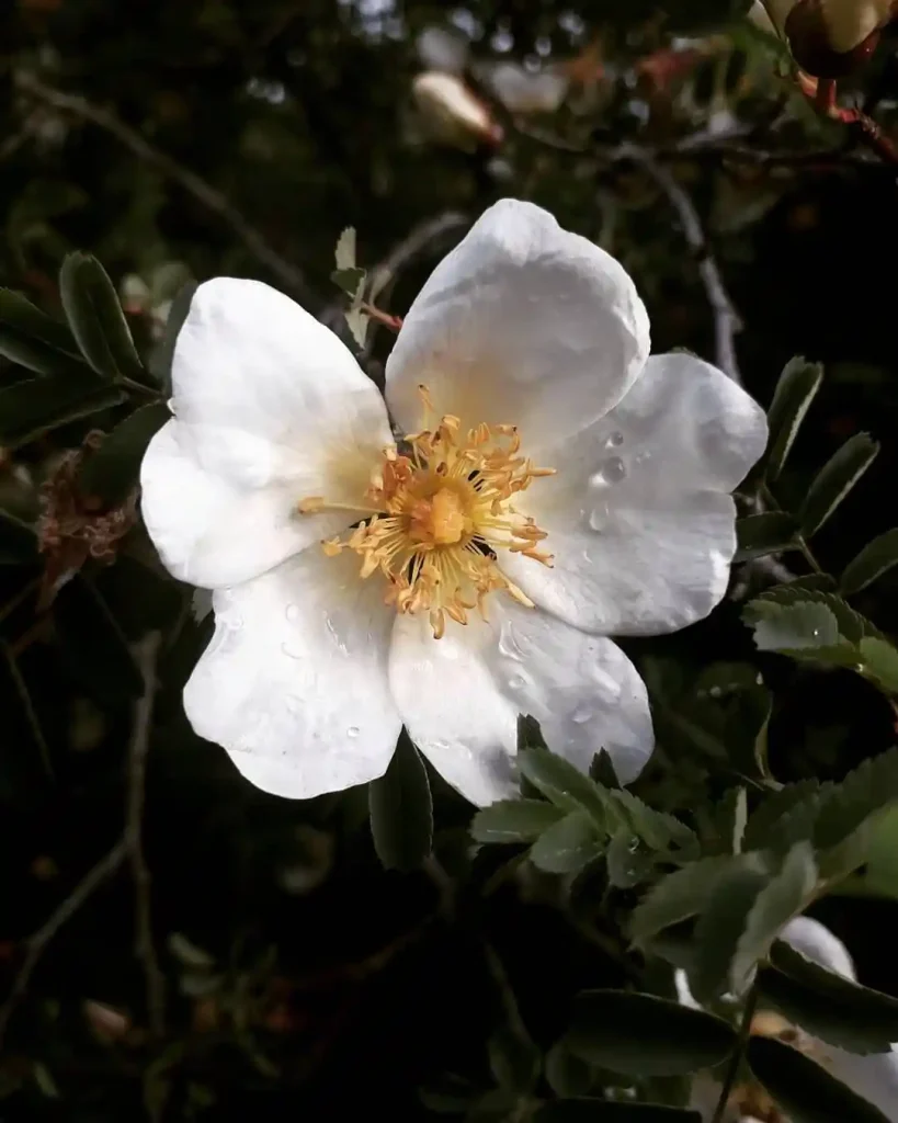 16. White Roses for the Night Garden Rosa species