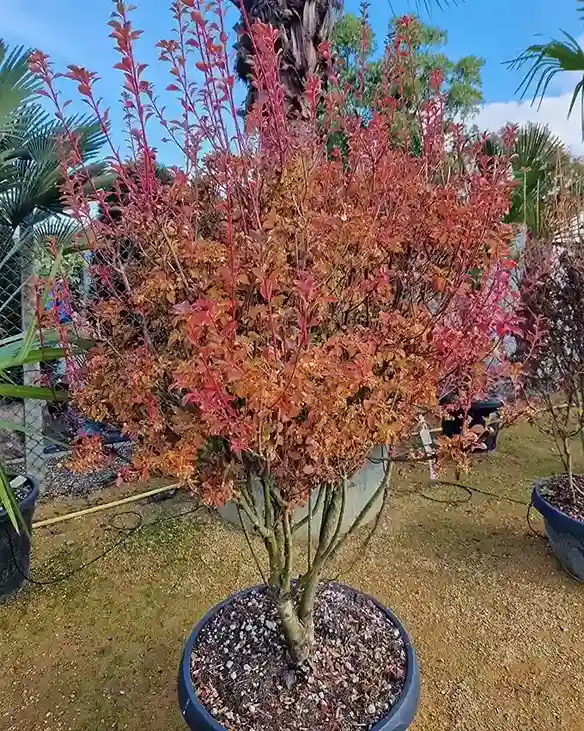 17. Enkianthus Enkianthus campanulatus