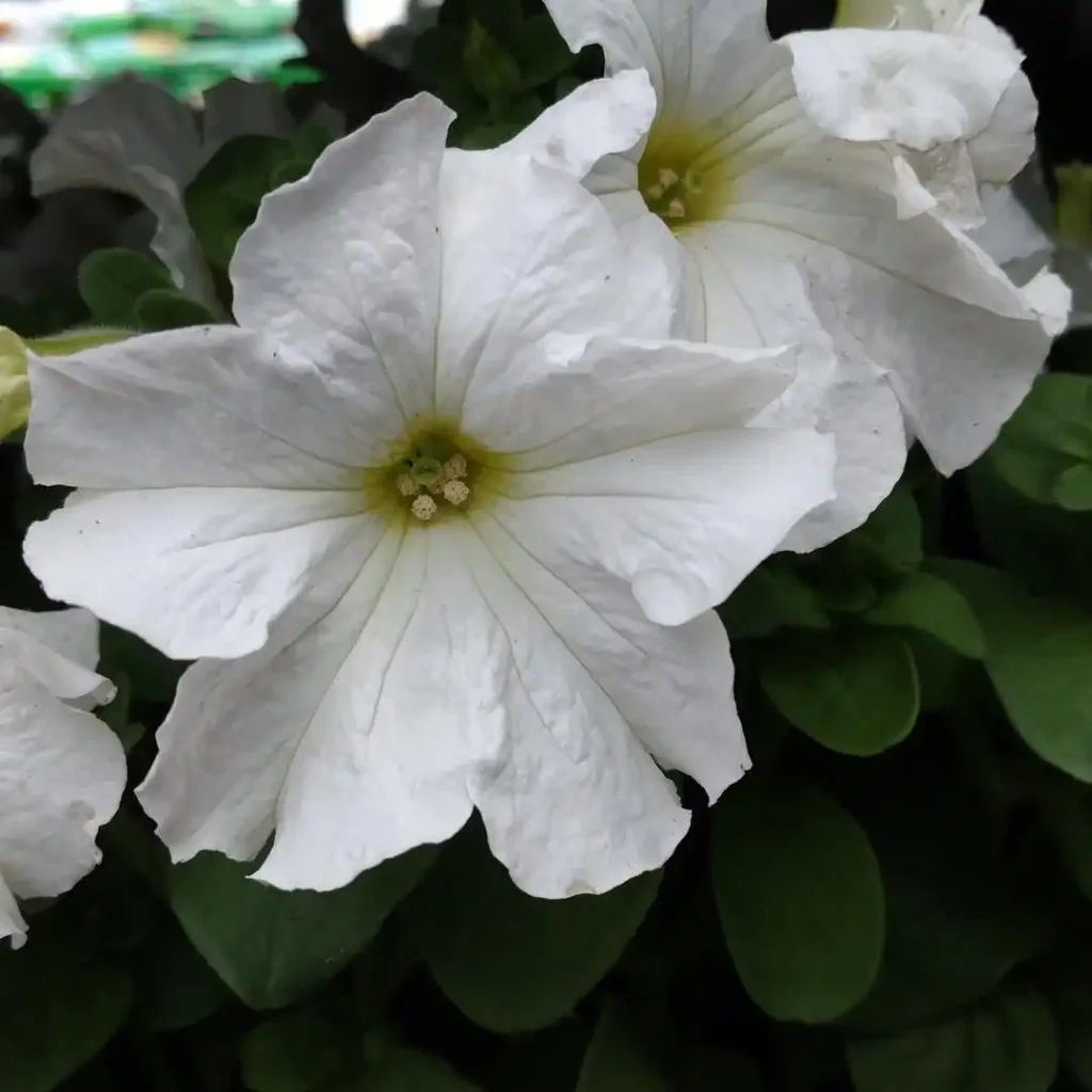 17. White Petunia Petunia hybrida