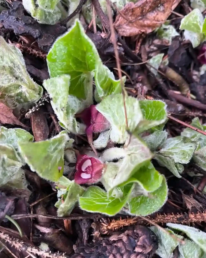 17. Wild Ginger Asarum canadense