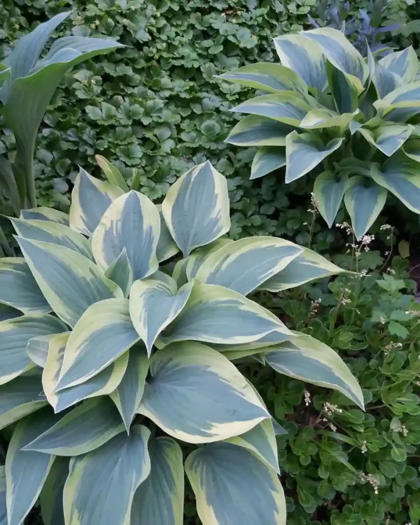 18 Eco Friendly and Sustainable Hosta Gardening