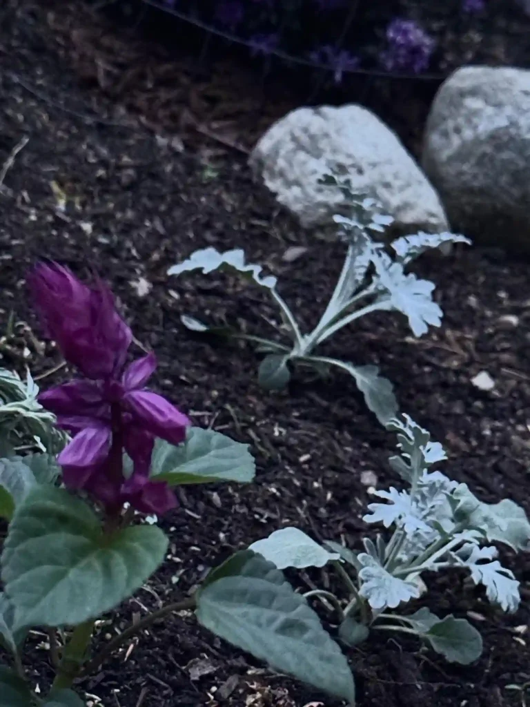 18. How to Design a Beautiful Moonlight Garden
