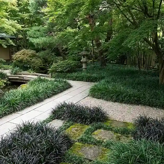 18. Mondo Grass Ophiopogon japonicus