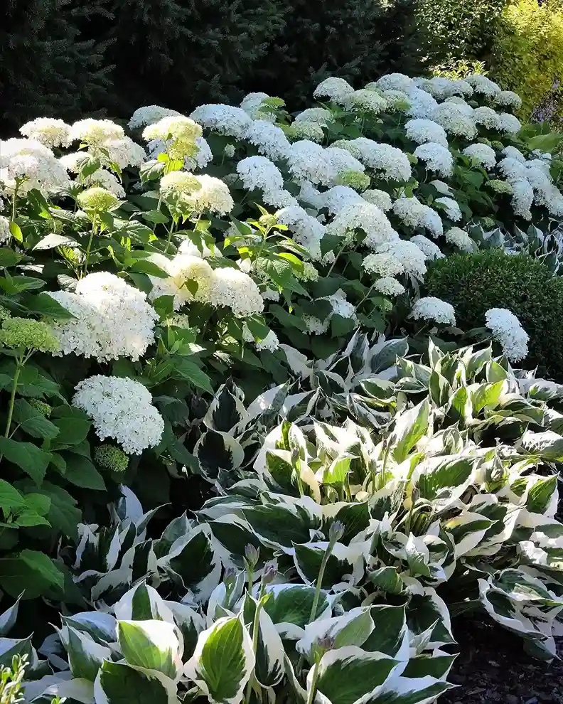 19 Hostas in Whimsical Vintage and Rustic Gardens