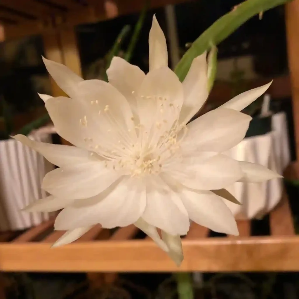 2 Best Night Blooming Flowers