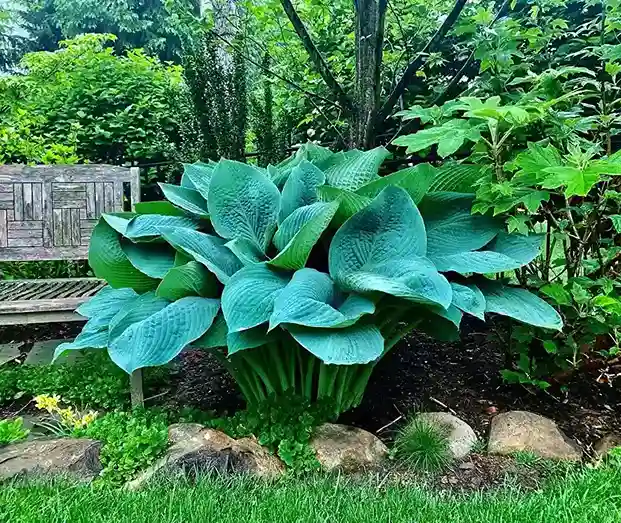 2 Why Choose Hostas for Your Garden