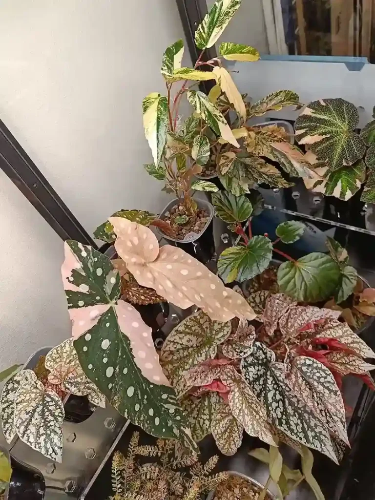 2. Begonia Begonia semperflorens tuberous