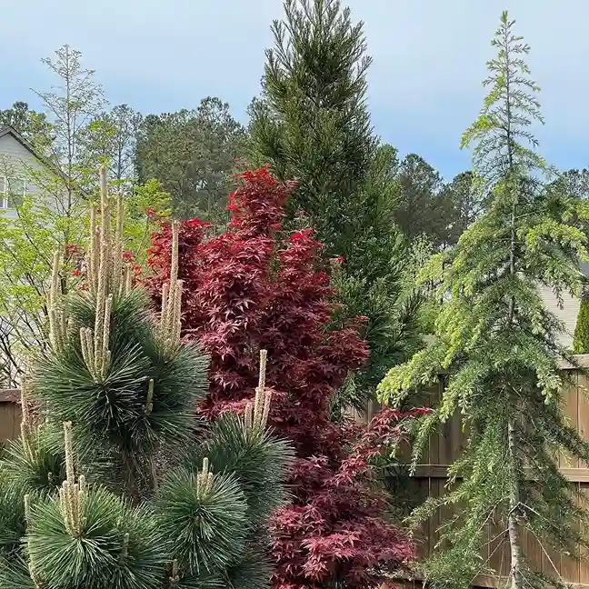 2. Japanese Black Pine Pinus thunbergii