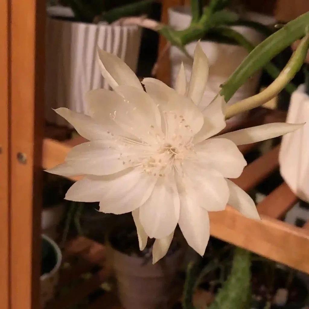 2.1 Best Night Blooming Flowers