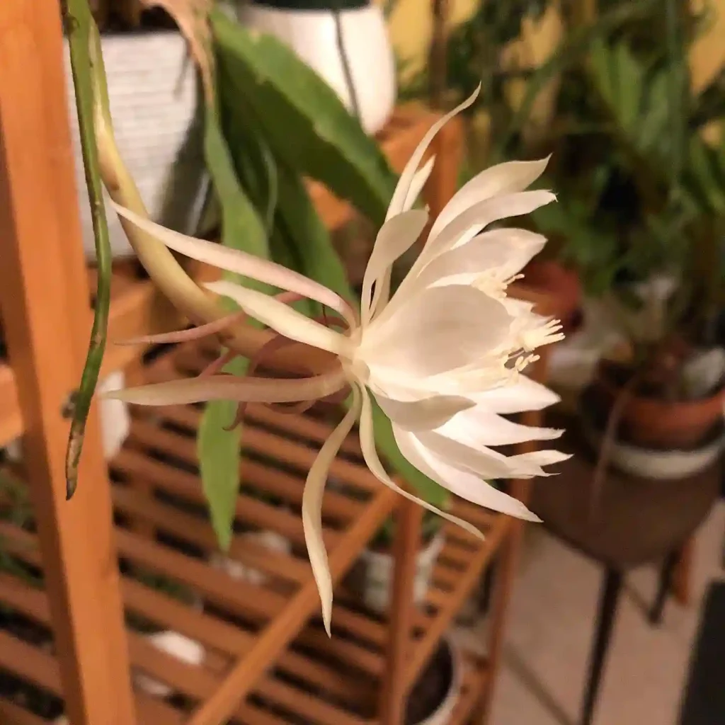 2.2 Best Night Blooming Flowers