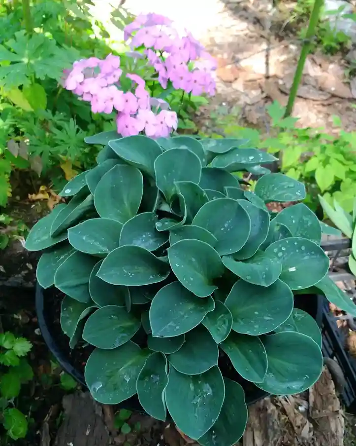 20 Hostas in Potager Food Forest and Edible Gardens