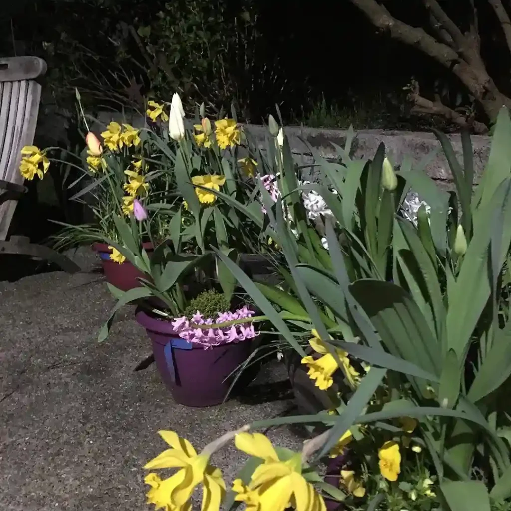 20. Night Blooming Flowers for Wildlife and Pollinators