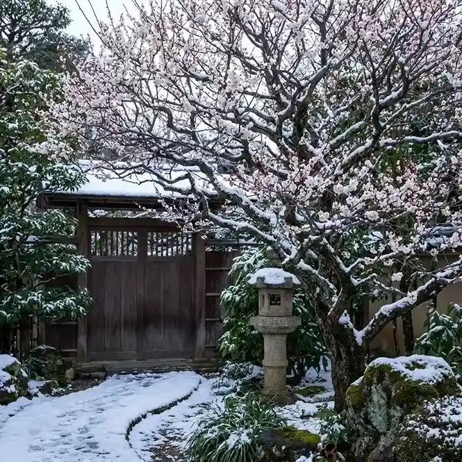 20. Plum Blossom — Ume Prunus mume