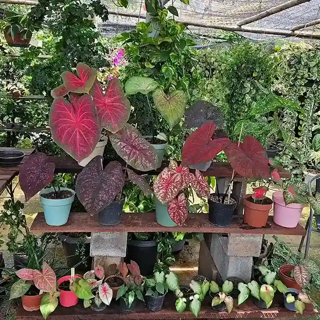 21. Caladium Caladium bicolor