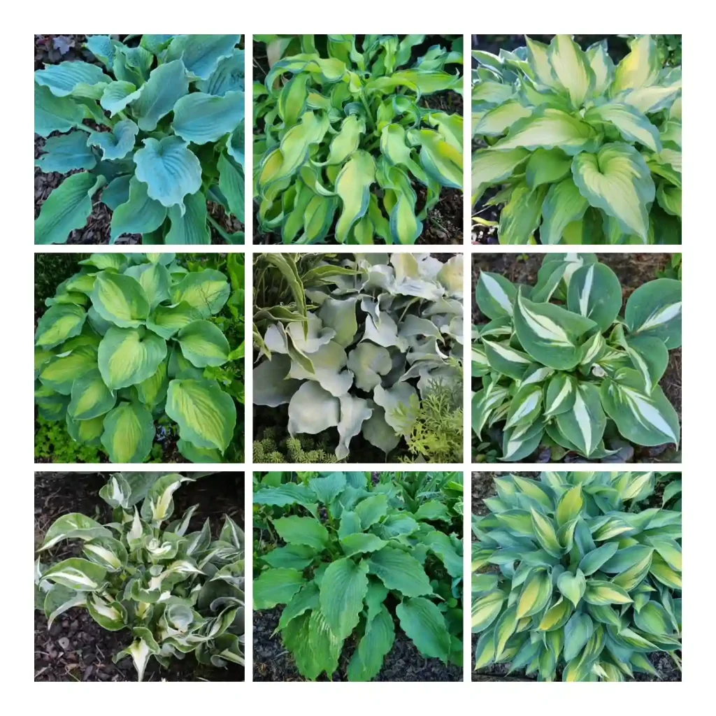 22 Hosta Quick Care Reference Guide