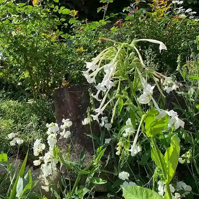 22. Companion Planting and Pairing Ideas for the Night Garden