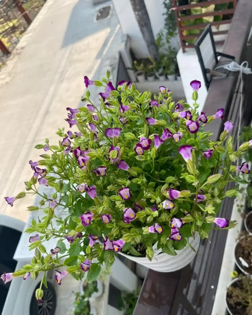 22. Torenia — Wishbone Flower Torenia fournieri