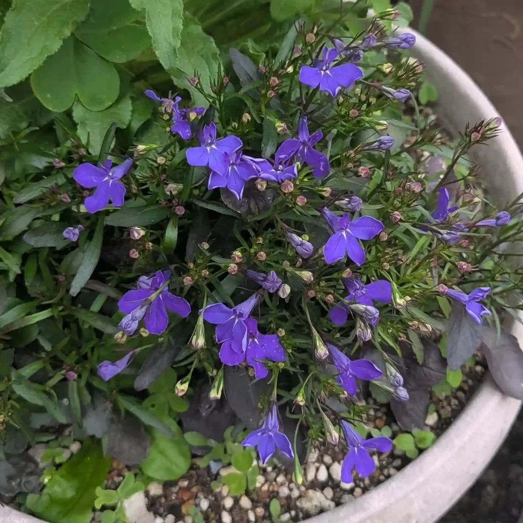 24. Trailing Lobelia Lobelia erinus