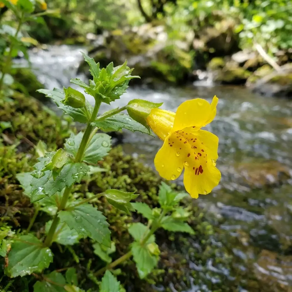 26. Mimulus — Monkey Flower Mimulus guttatus