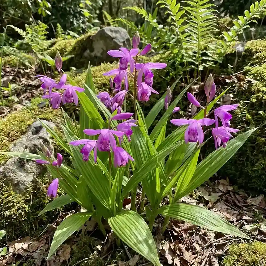 29. Hardy Orchid Bletilla striata