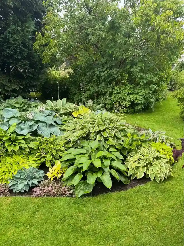 3 Best Hosta Varieties for Every Garden Size
