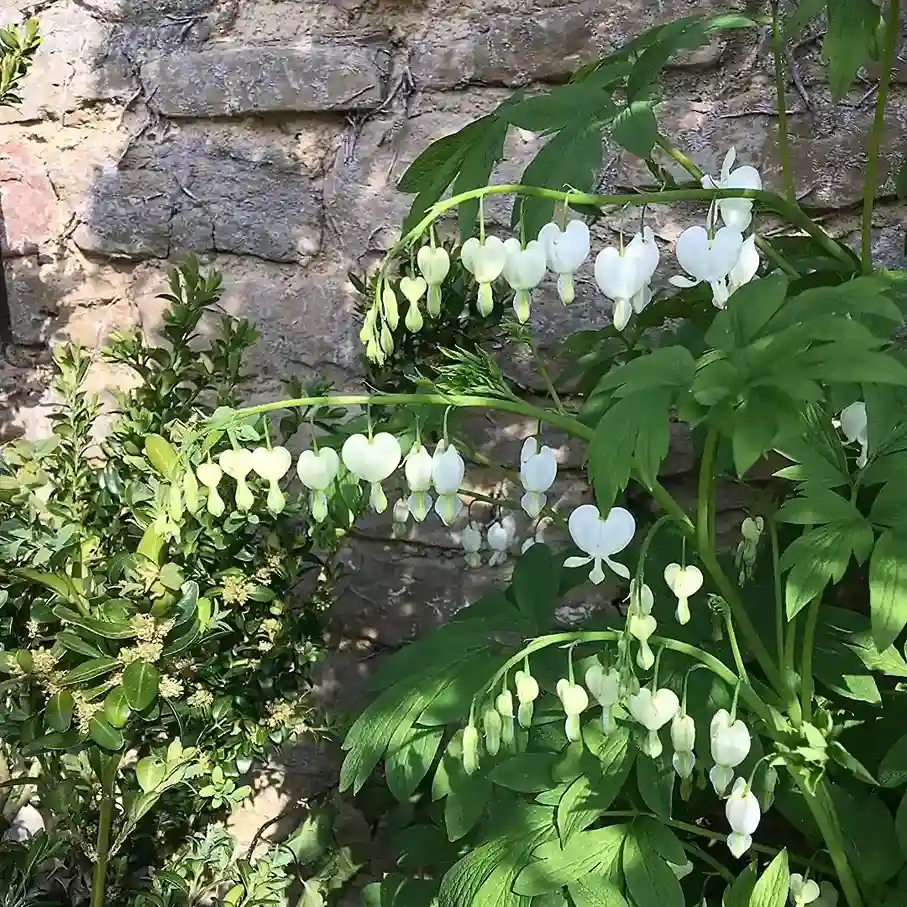 3. Bleeding Heart Lamprocapnos spectabilis