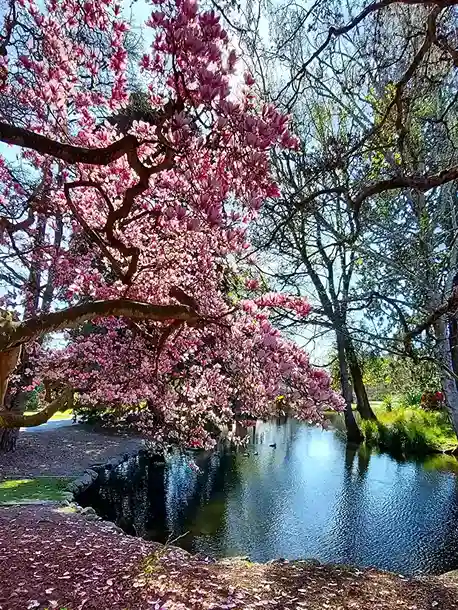 3. Cherry Blossom — Sakura Prunus serrulata