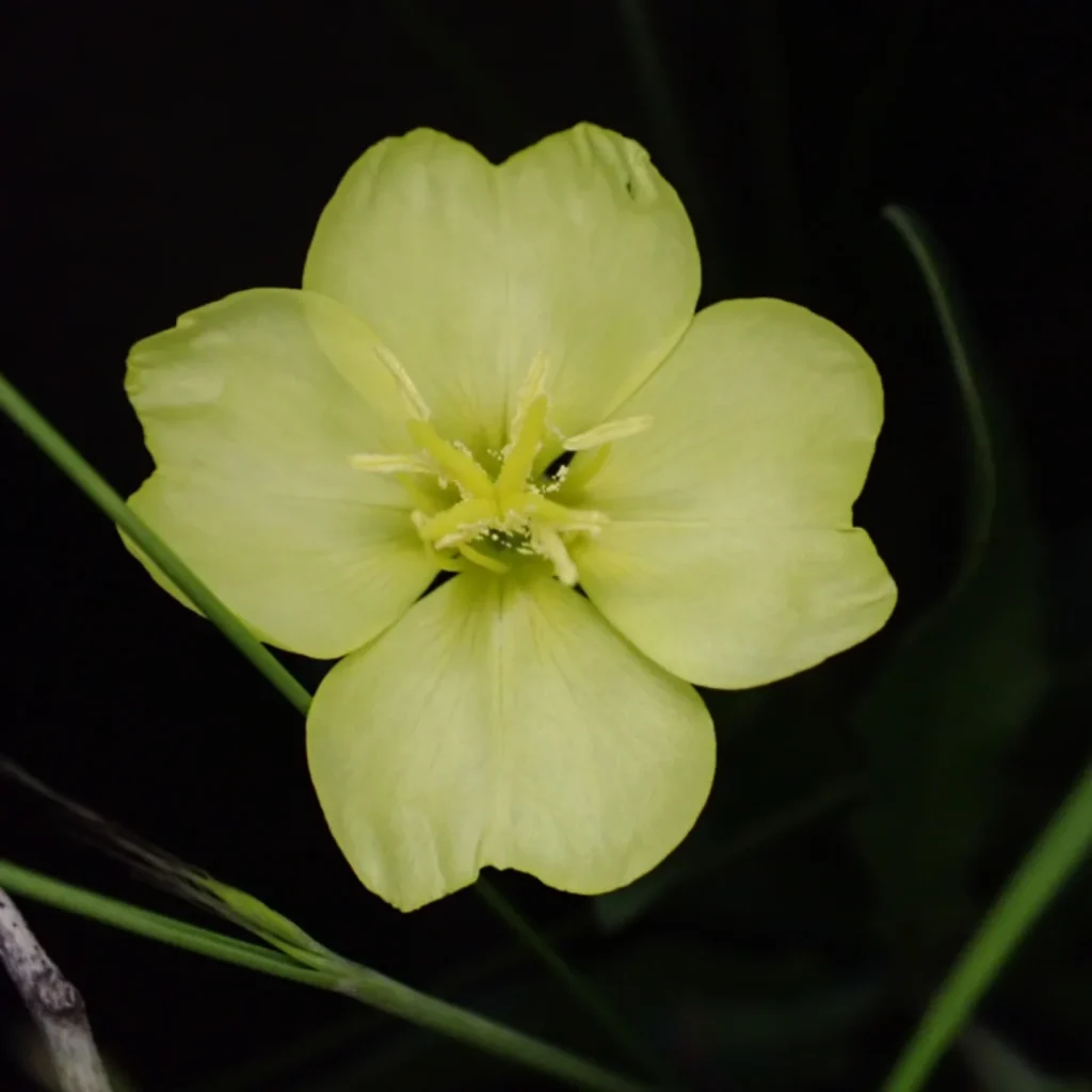 3. Evening Primrose Oenothera biennis
