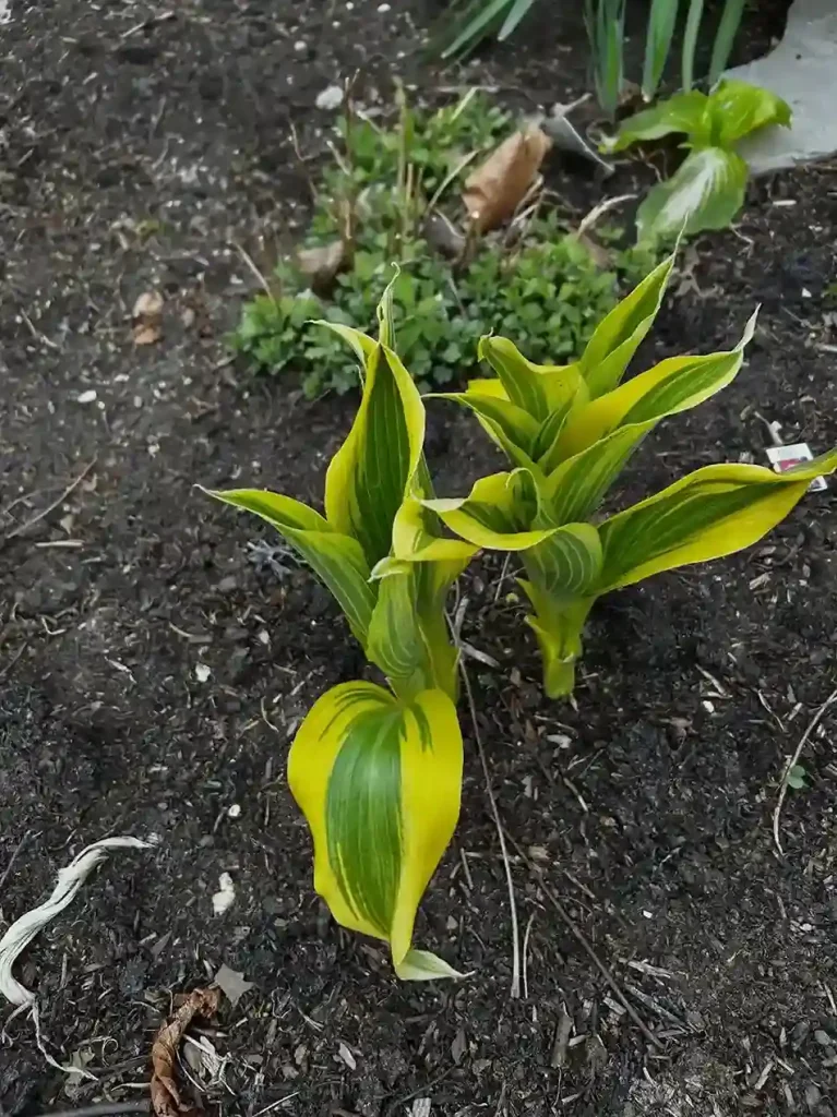 4 Best Soil and Light Conditions for Hostas