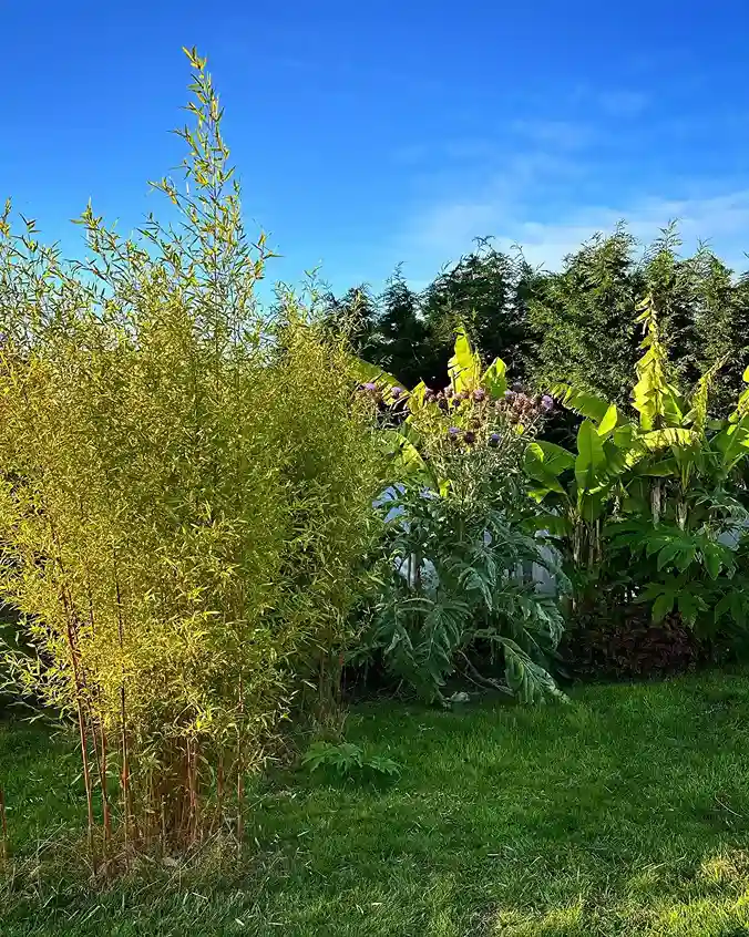4. Bamboo Phyllostachys and Fargesia species