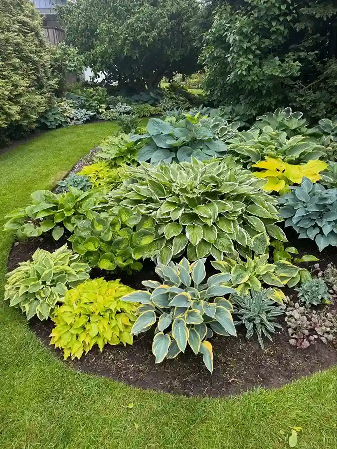 4. Hosta Flowers Hosta species